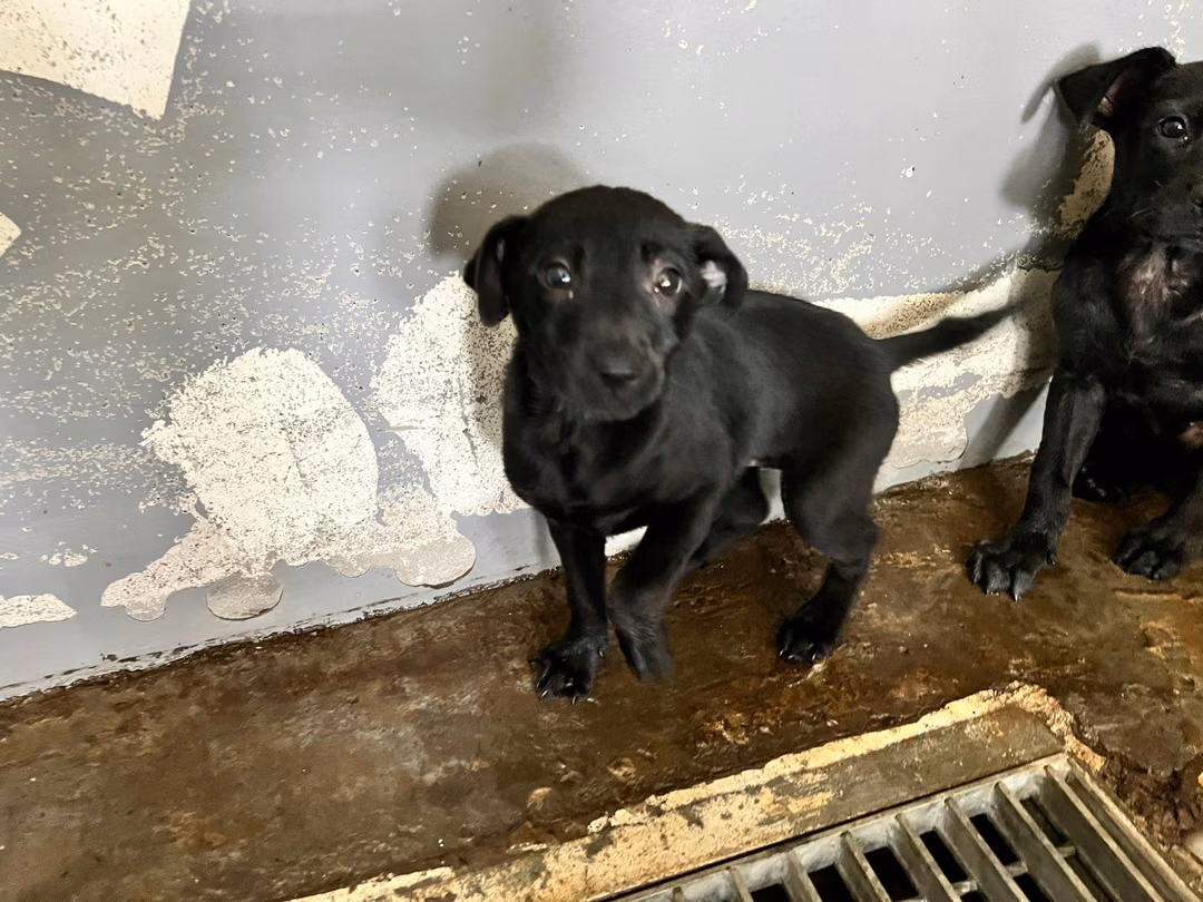 Black young female mixed-breed dog, Medium, shelter no. …3006