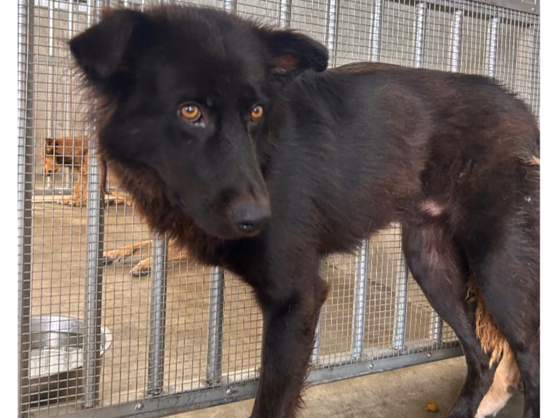 Black adult male mixed-breed dog, Large, shelter no. …8009