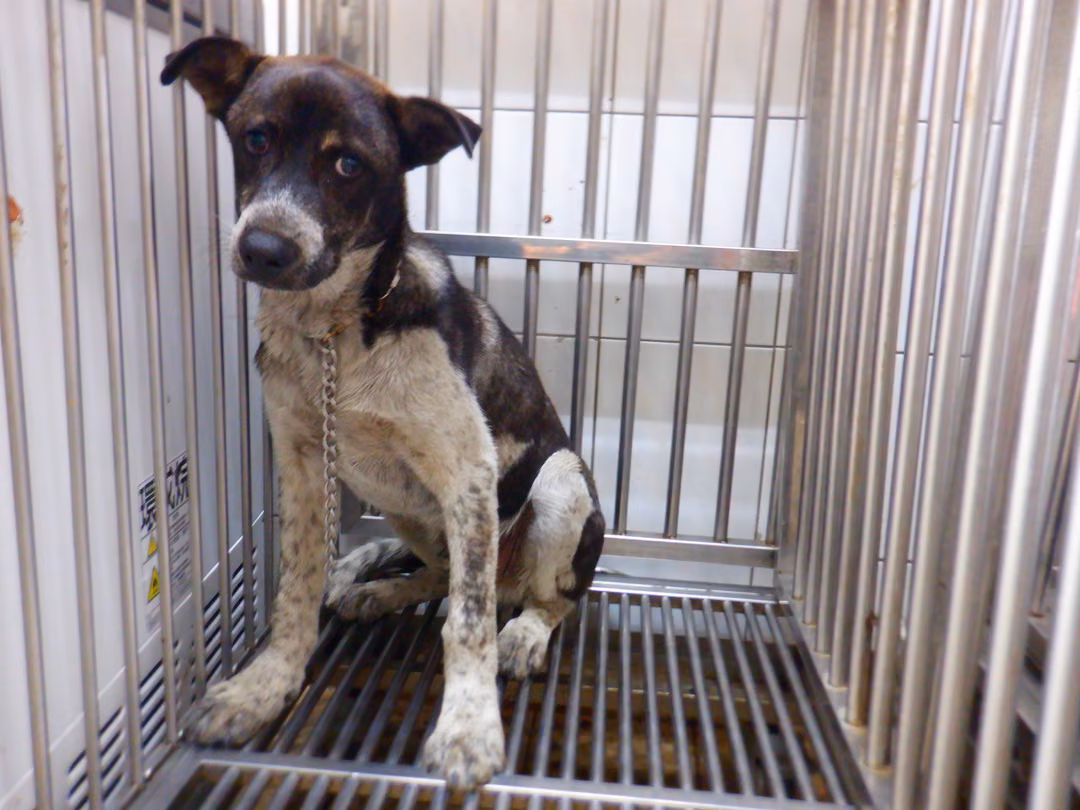 Black-and-white adult male mixed-breed dog, Medium, shelter no. …1648