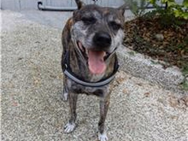 Tabby adult male Formosan Mountain Dog, Medium, shelter no. …2206