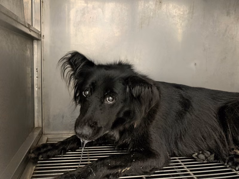 Black adult female mixed-breed dog, Medium, shelter no. …0608