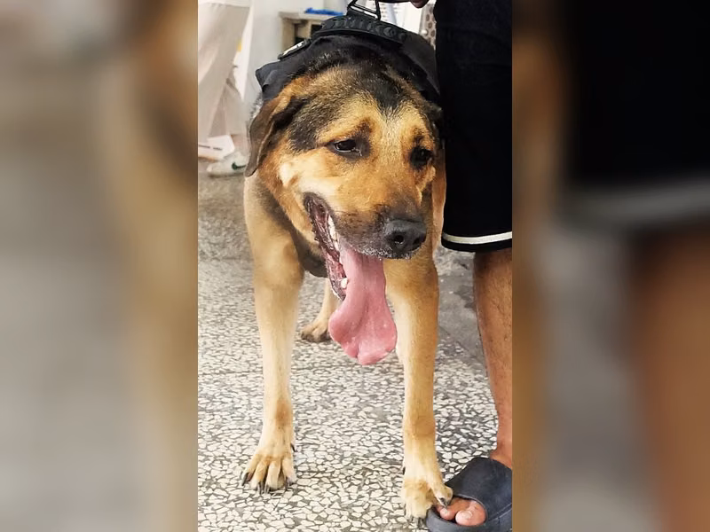 Perro mestizo macho adulto (negro y canela), Grande, refugio n.º …0881