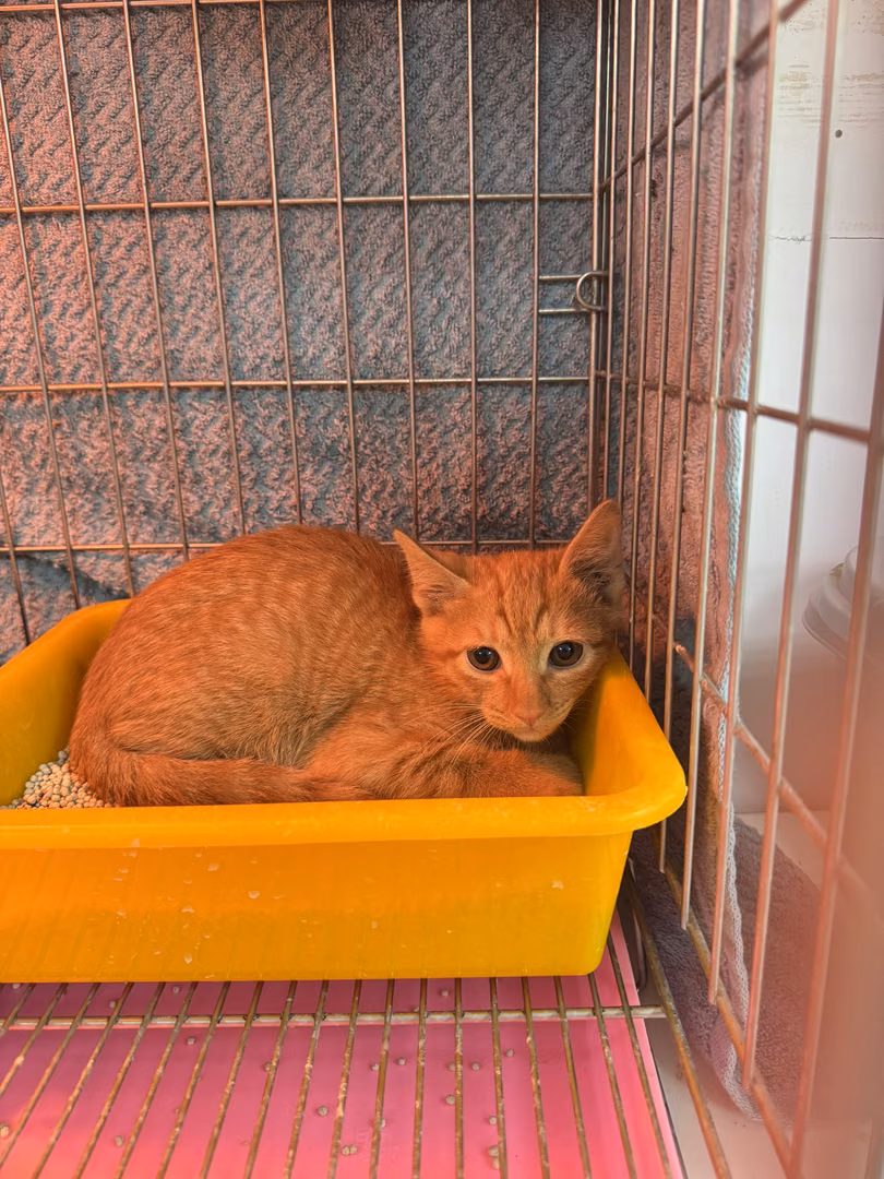 Orange tabby young male mixed-breed cat, Small, shelter no. …1002