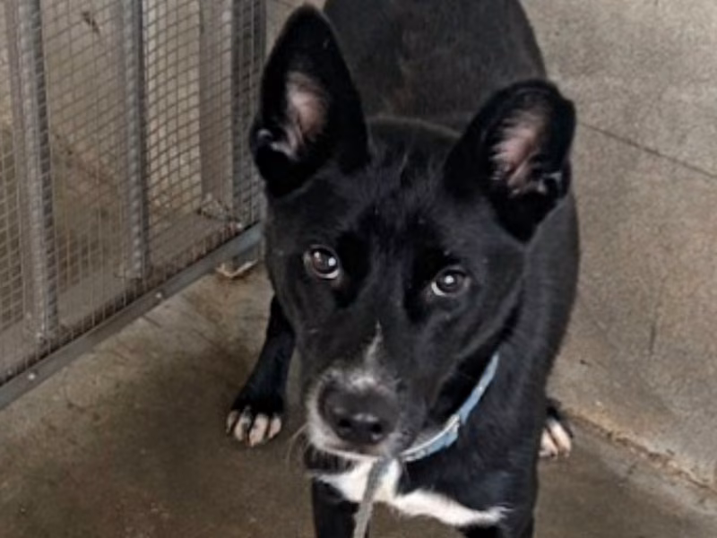 Black adult male mixed-breed dog, Large, shelter no. …3009