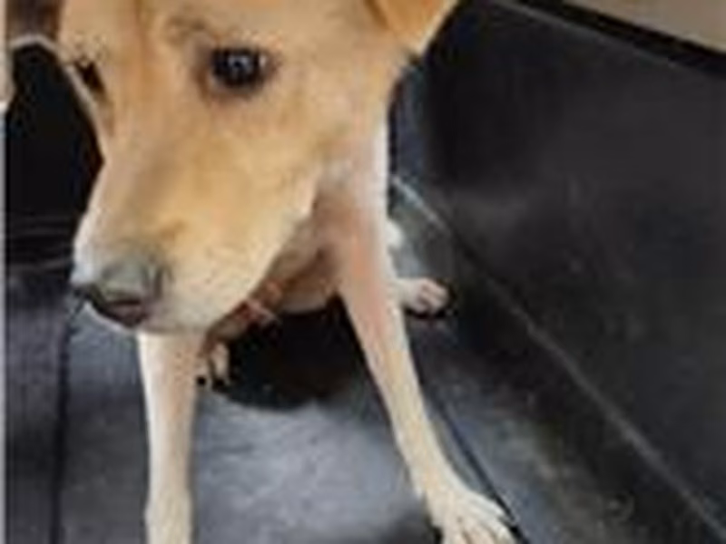 Tan adult female mixed-breed dog, Medium, shelter no. …9001