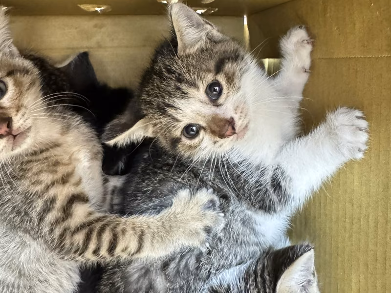 Tabby-and-white young female mixed-breed cat, Small, shelter no. …1001