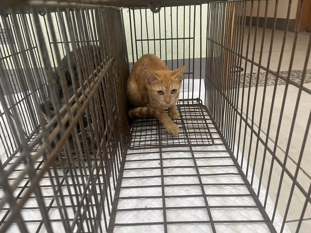 Orange tabby young female mixed-breed cat, Small, shelter no. …2C02