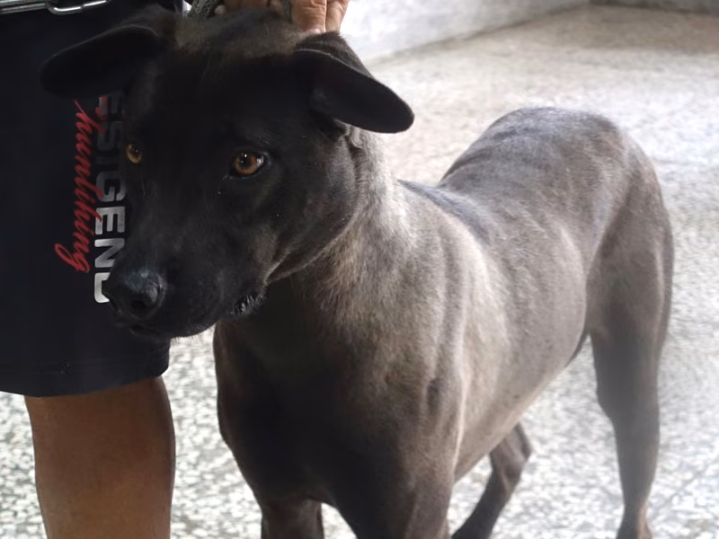 Black adult female mixed-breed dog, Large, shelter no. …0654