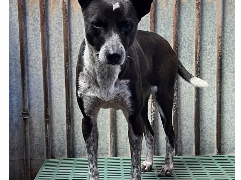 Black-and-white adult female mixed-breed dog, Medium, shelter no. …9001