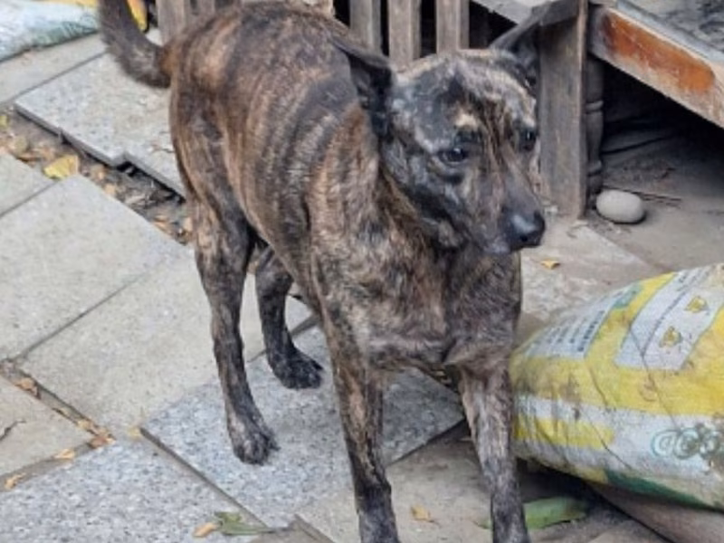 Black-and-tan adult male mixed-breed dog, Large, shelter no. …017D