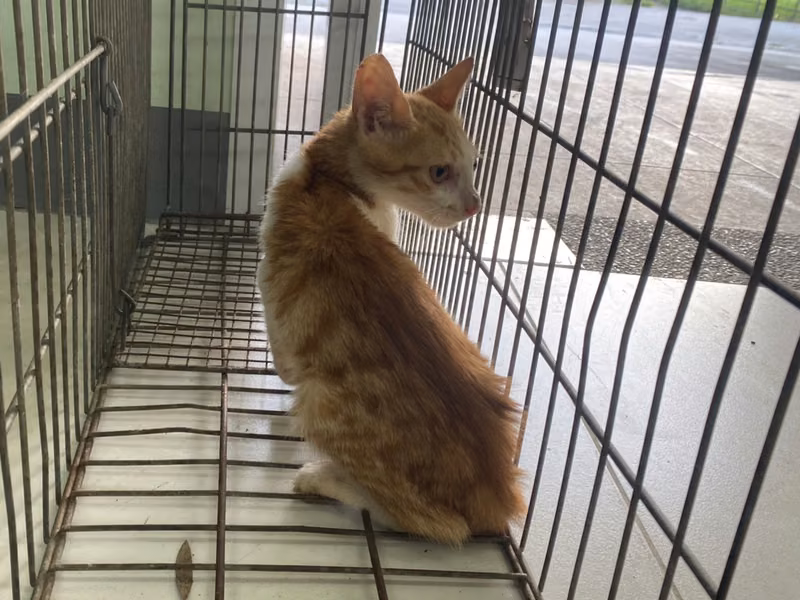 Young male mixed-breed cat, Small, shelter no. …8C08