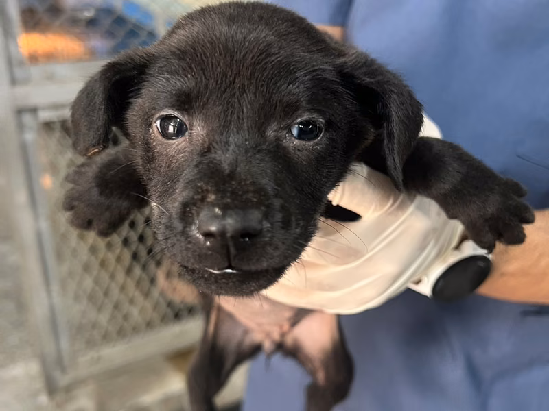 Black young female mixed-breed dog, Small, shelter no. …6018