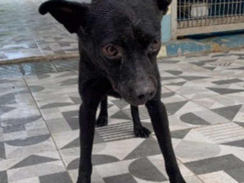 Black adult female mixed-breed dog, Large, shelter no. …1704