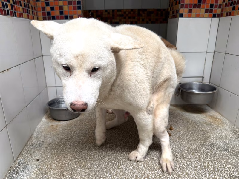 White adult female Shiba Inu, Medium, shelter no. …17B3
