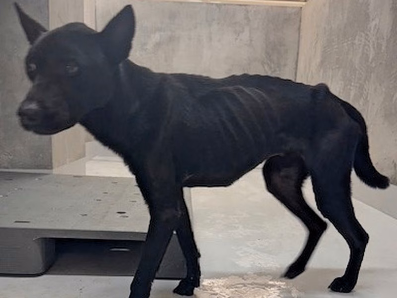 Black adult male mixed-breed dog, Large, shelter no. …8001