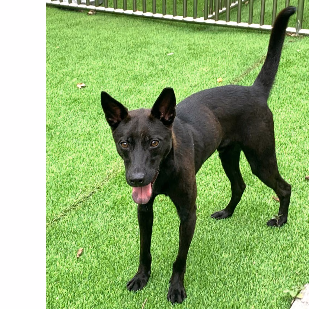 Black adult male mixed-breed dog, Small, shelter no. …2002