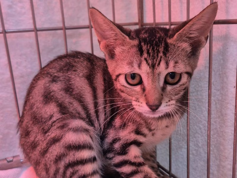 Tabby young female mixed-breed cat, Small, shelter no. …3003