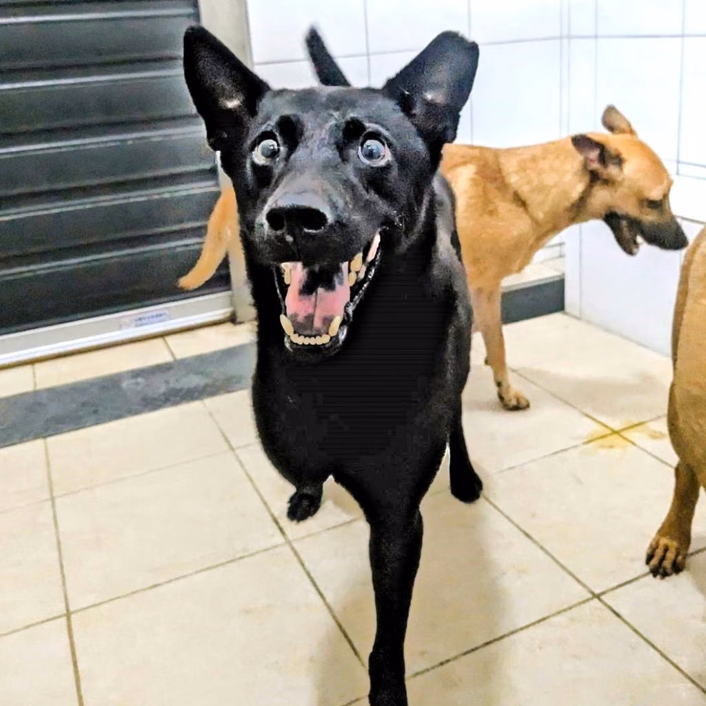 Black adult male mixed-breed dog, Medium, shelter no. …2005