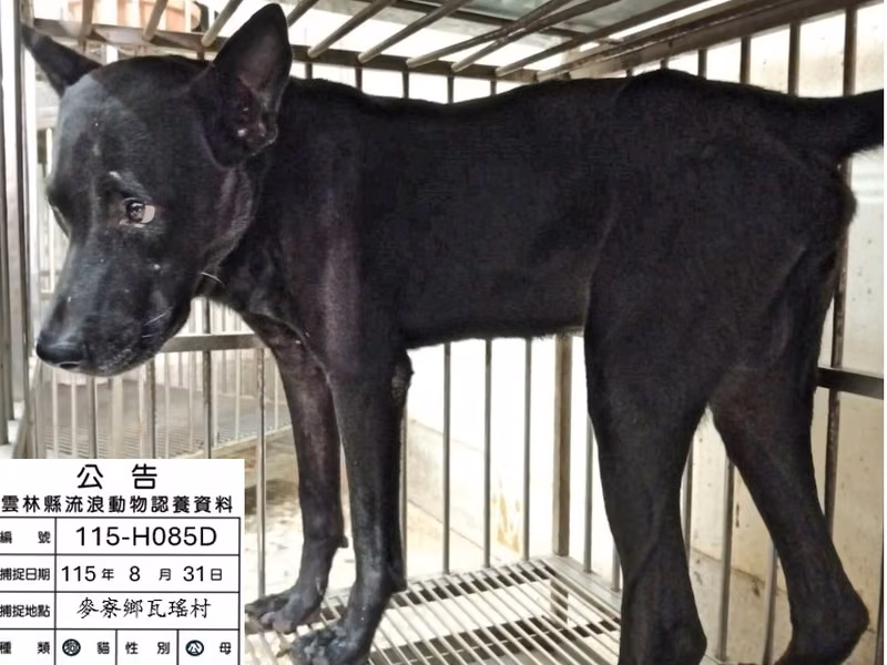 Black adult male mixed-breed dog, Large, shelter no. …085D
