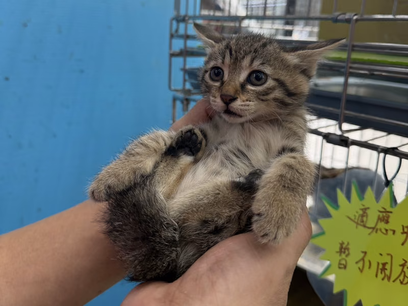 Tabby young female mixed-breed cat, Small, shelter no. …7002
