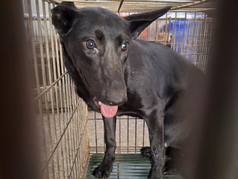 Black adult female mixed-breed dog, Medium, shelter no. …9-04
