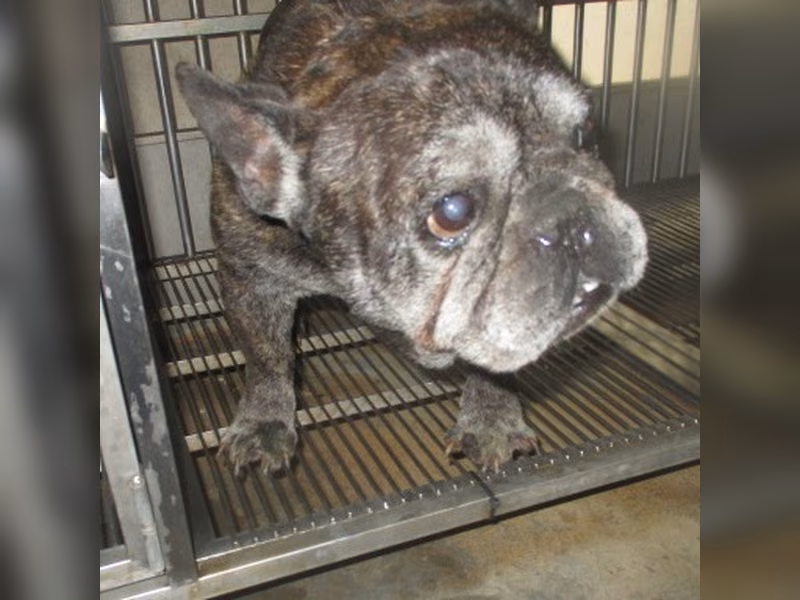 Tabby adult male Bulldog, Small, shelter no. …1001