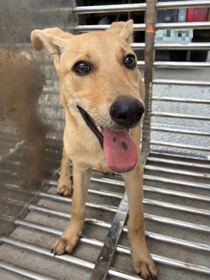 Cream young male mixed-breed dog, Small, shelter no. …1005
