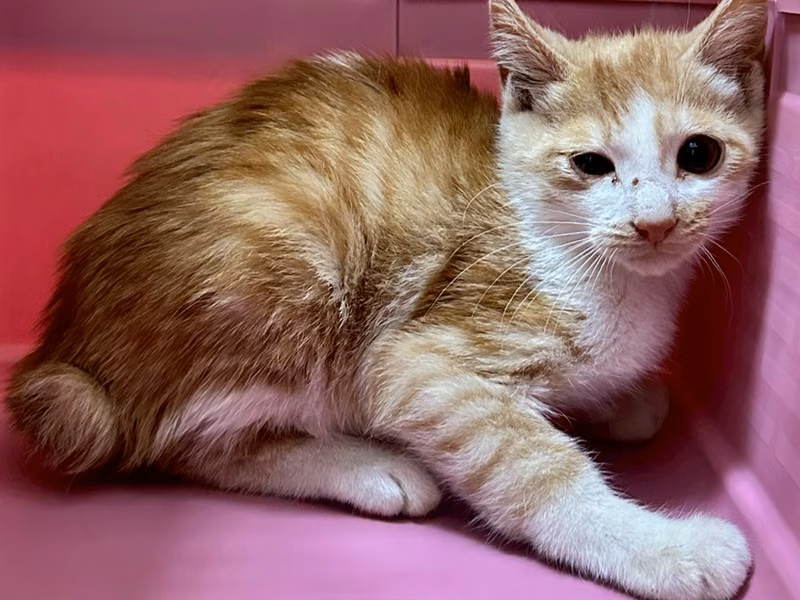 Chat croisé mâle jeune, Petit, refuge n° …8005