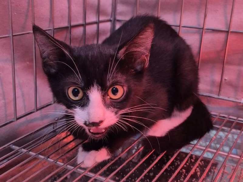 Black-and-white young male mixed-breed cat, Small, shelter no. …4001
