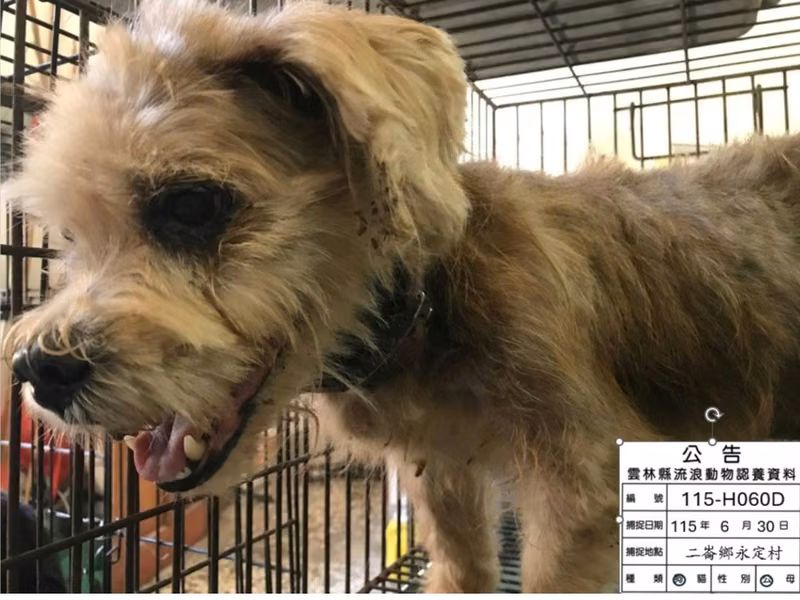 Tan adult male mixed-breed dog, Large, shelter no. …060D