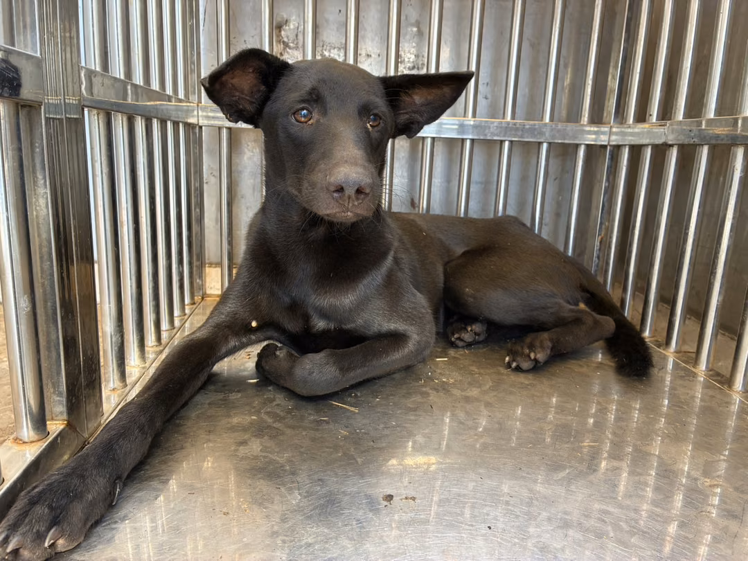 Black adult male mixed-breed dog, Medium, shelter no. …2004