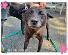 Black adult male mixed-breed dog, Medium, shelter no. …1208