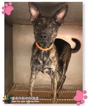 Black tabby young male mixed-breed dog, Medium, shelter no. …0707