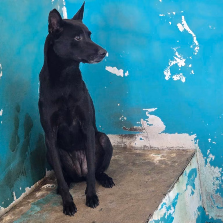 Black adult female mixed-breed dog, Medium, shelter no. …0002
