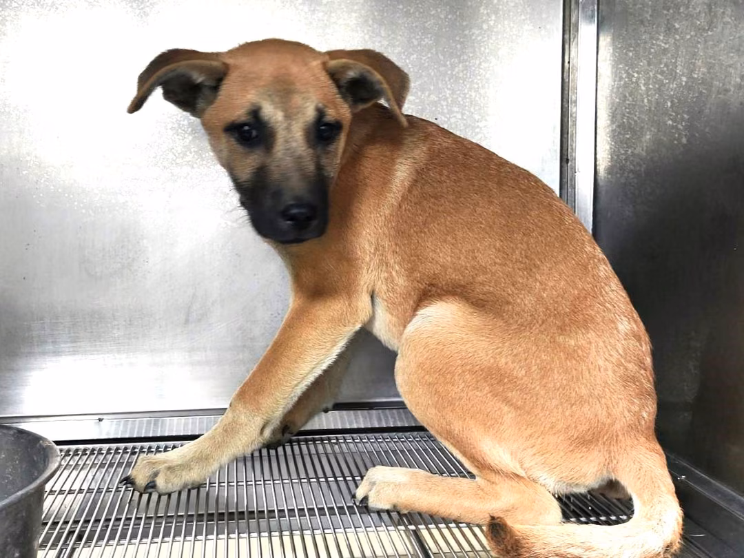 Tan adult female mixed-breed dog, Medium, shelter no. …9Q15