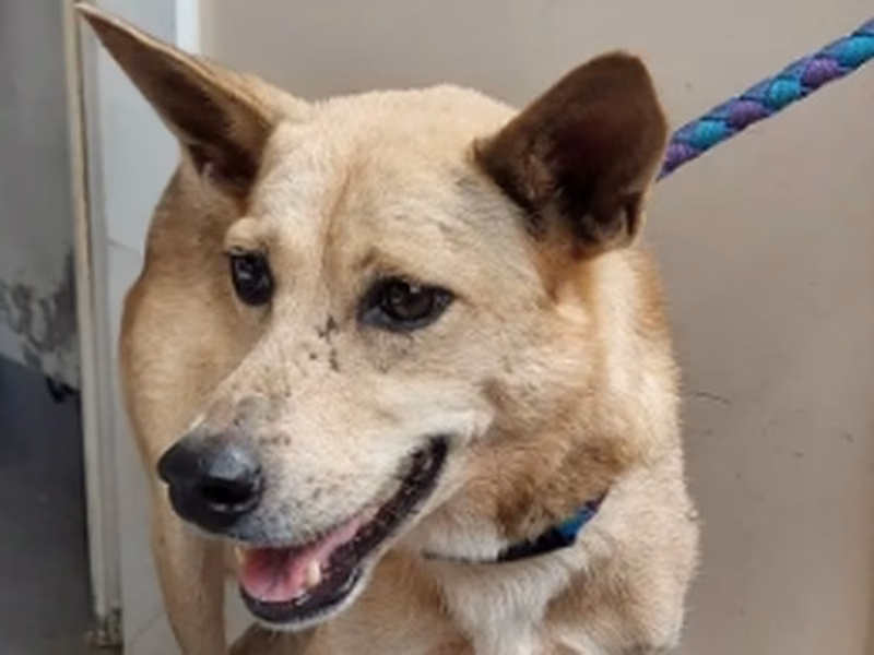 Cream adult female mixed-breed dog, Medium, shelter no. …6001