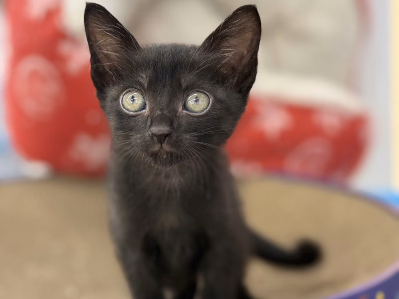 Black young female mixed-breed cat, Small, shelter no. …0602