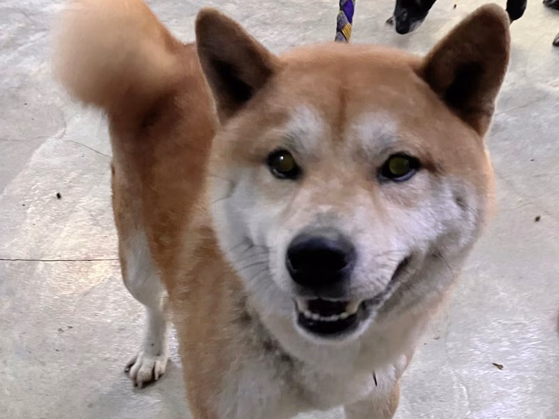 Tan adult male Shiba Inu, Small, shelter no. …5003