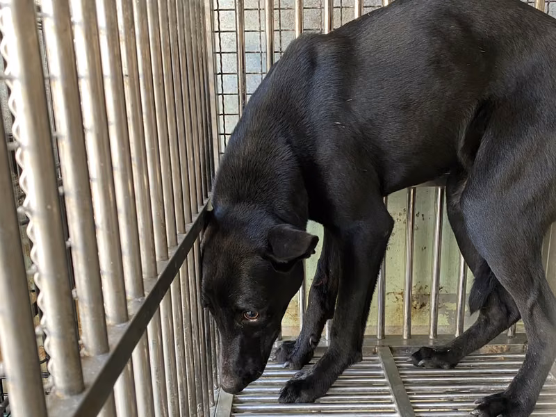 Black adult male mixed-breed dog, Medium, shelter no. …2-03