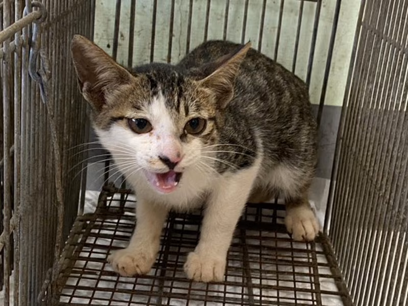 Young male mixed-breed cat, Small, shelter no. …5C04