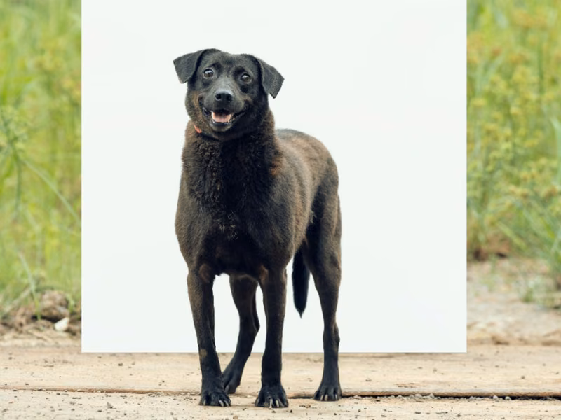 Black adult male mixed-breed dog, Large, shelter no. …4001