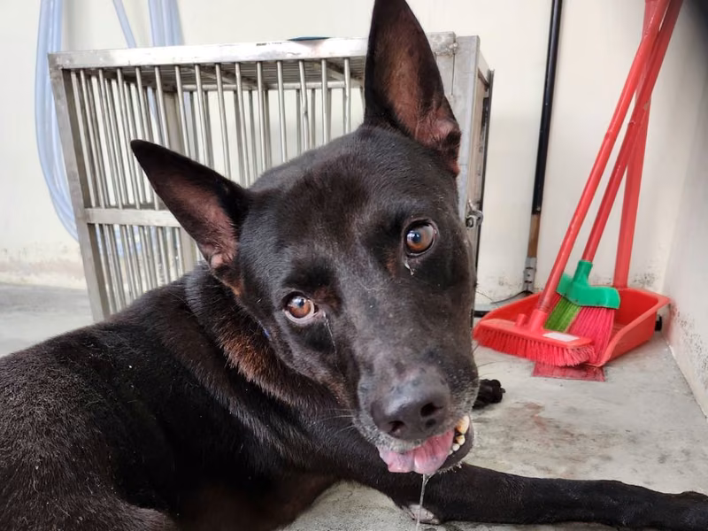 Black adult male mixed-breed dog, Medium, shelter no. …1404