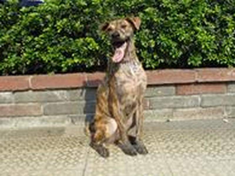 Tan tabby adult male mixed-breed dog, Medium, shelter no. …7660