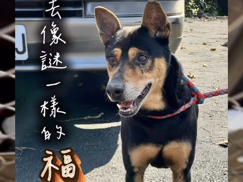 黑黄色成年公混种犬，中型, 收容编号 …8001
