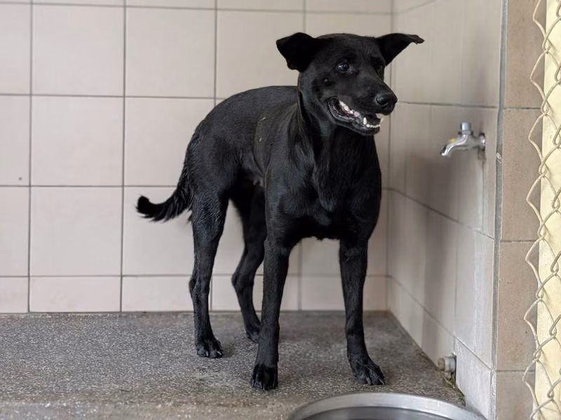 Black adult female mixed-breed dog, Large, shelter no. …2506