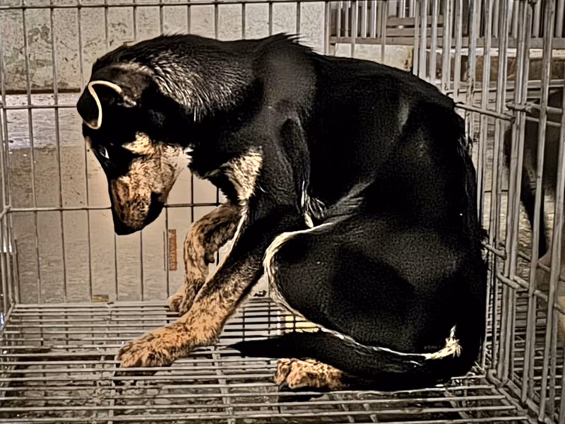Black-and-tan adult male mixed-breed dog, Medium, shelter no. …6-18