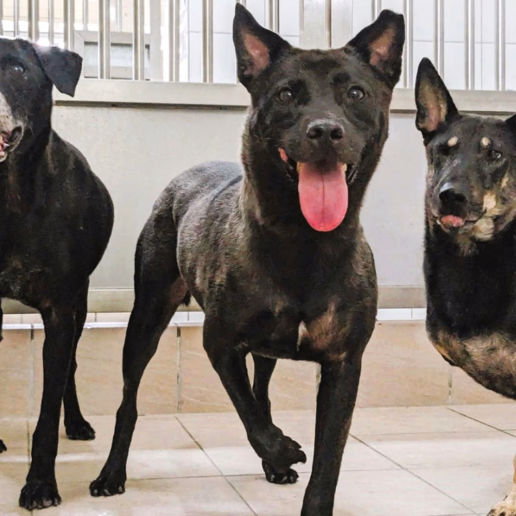 Black adult male mixed-breed dog, Medium, shelter no. …3001