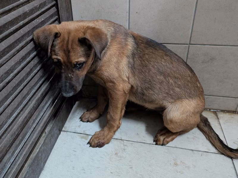Tan adult male mixed-breed dog, Medium, shelter no. …2510