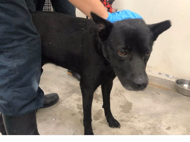 Black adult male mixed-breed dog, Medium, shelter no. …1305