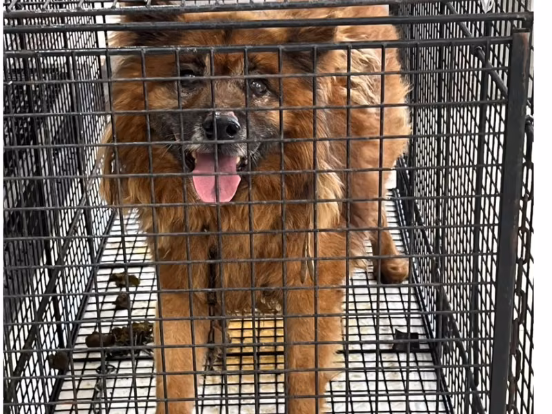 Tan adult male mixed-breed dog, Large, shelter no. …7D01